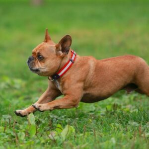 Brown French bulldog wearing a red collar sprinting across a green grassy field.