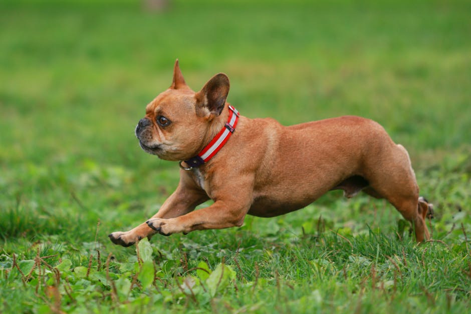 Brown French bulldog wearing a red collar sprinting across a green grassy field.